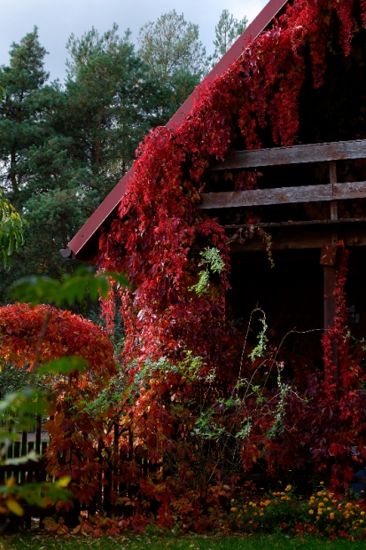 Drewniany dom pod kołderką czerwonych liści